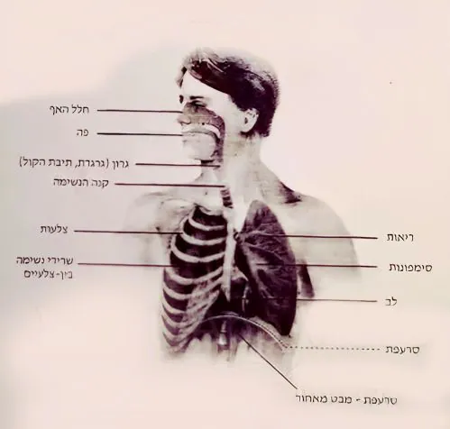 מבנה מערכת הקול